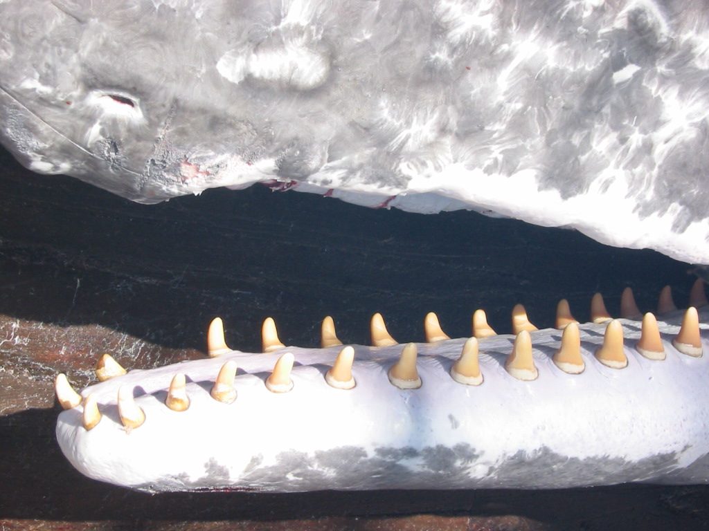 指定鯨類科学調査法人 一般財団法人 日本鯨類研究所所蔵クジラアイテム Vol 2クジラの歯を原料とする工芸品編 耳ヨリくじら情報 くじらタウン